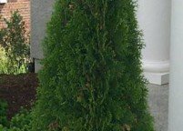 photo_evergreen_arborvitae_large