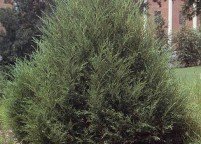 photo_evergreen_easternredcedar_large