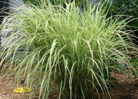 photo_grasses_variegatedjapanesesilvergrass_large