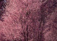 photo_ornamental_cherry_large