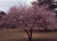 photo_ornamental_plum_large