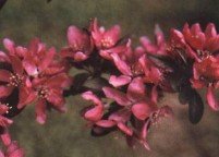 photo_ornamental_profusion_large