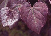 photo_ornamental_redbudleaf_large