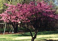 photo_ornamental_redbudwithflower_large
