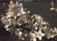 photo_ornamental_sugartyme_large