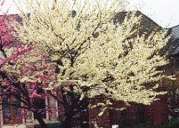 photo_ornamental_whitebud_large