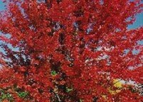 photo_shadetree_autumnblazemaple_large