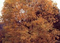 photo_shadetree_greenash_large