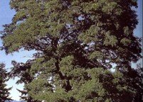 photo_shadetree_oak_large