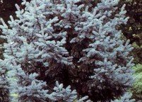 photo_spruces_coloradoblue_large