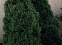 photo_spruces_dwarfalberta_large